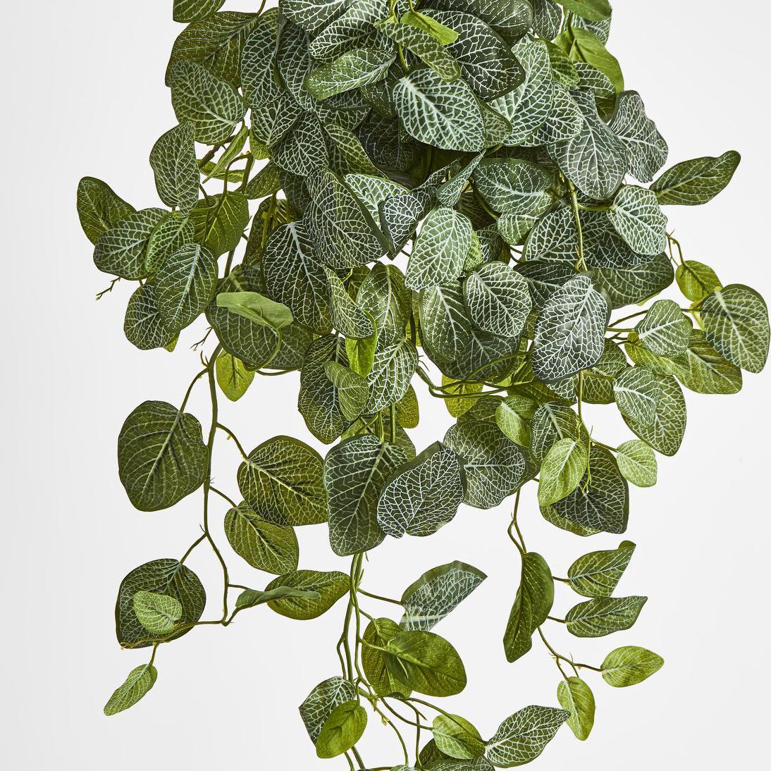 Long Fittonia Hanging Bush 83cm Green 3 pcs