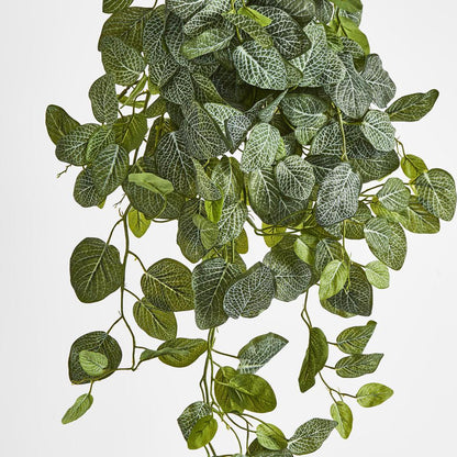 Long Fittonia Hanging Bush 83cm Green 3 pcs