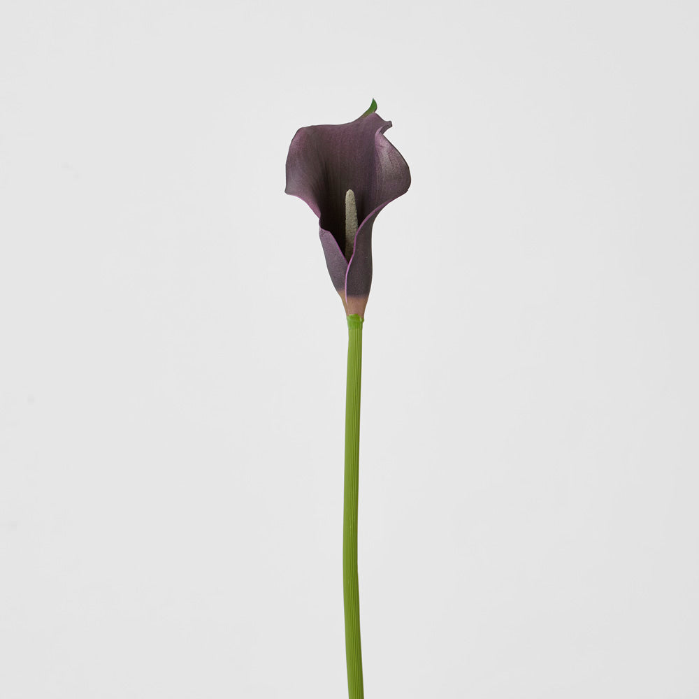 Calla Lily Purple 12 pcs