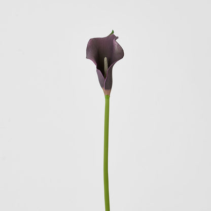 Calla Lily Purple 12 pcs