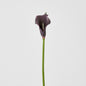 Calla Lily Purple 12 pcs