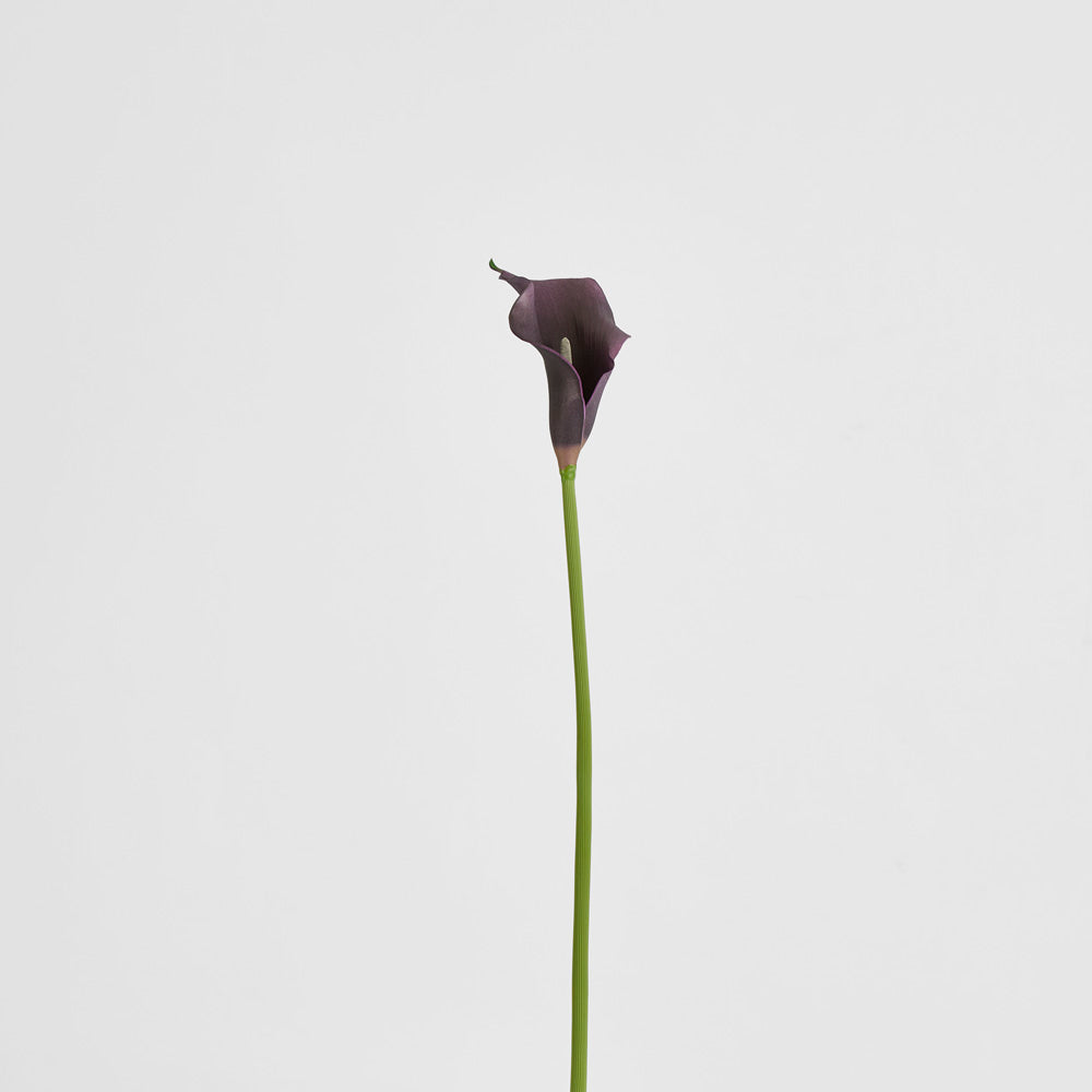 Calla Lily Purple 12 pcs