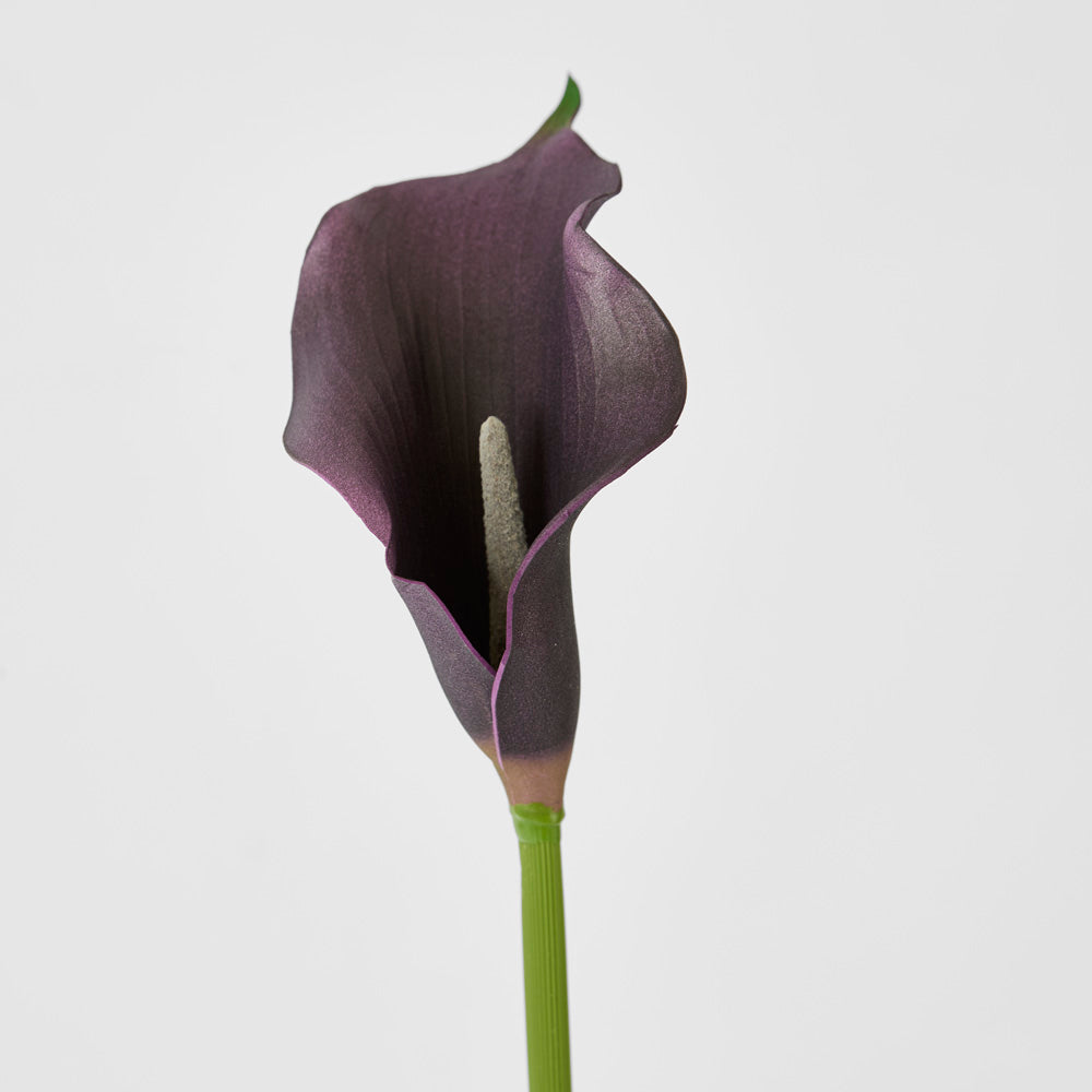 Calla Lily Purple 12 pcs