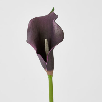 Calla Lily Purple 12 pcs