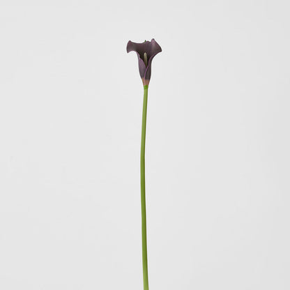Calla Lily Purple 12 pcs