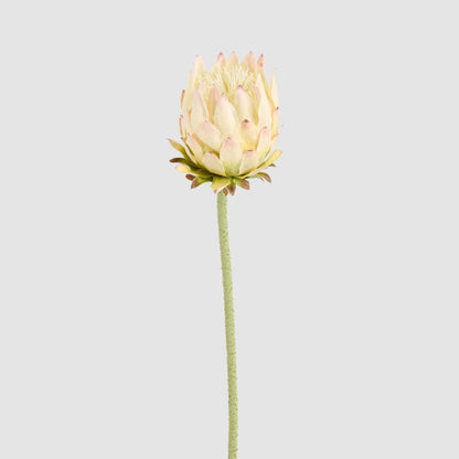 Protea Stem 60cm Light Pink 6 pcs