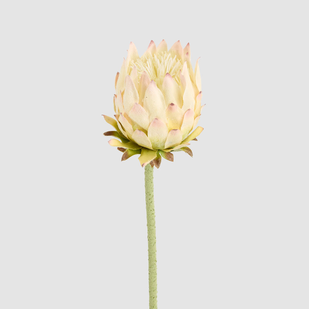 Protea Stem 60cm Light Pink 6 pcs