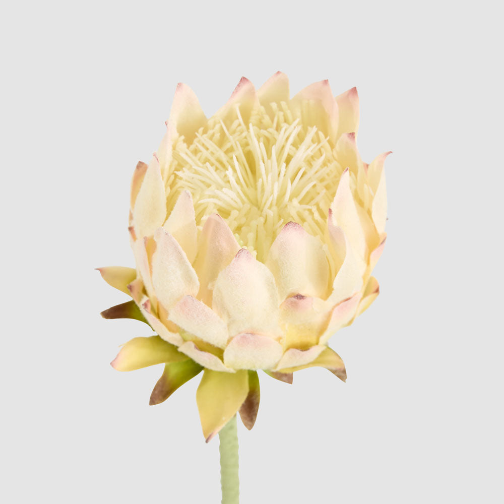 Protea Stem 60cm Light Pink 6 pcs