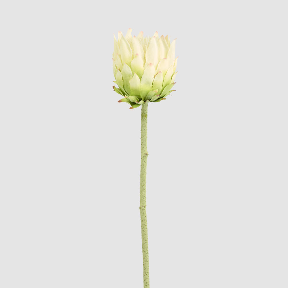 Protea Stem 60cm White 6 pcs