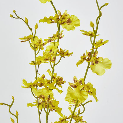 Yellow Dancing Orchid 6 pcs