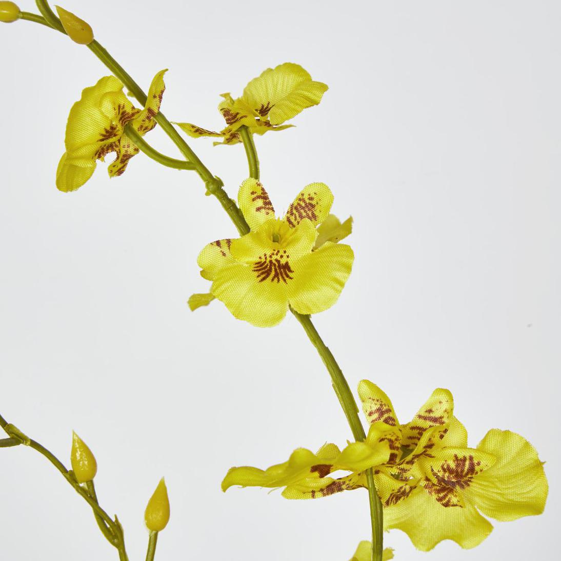 Yellow Dancing Orchid 6 pcs