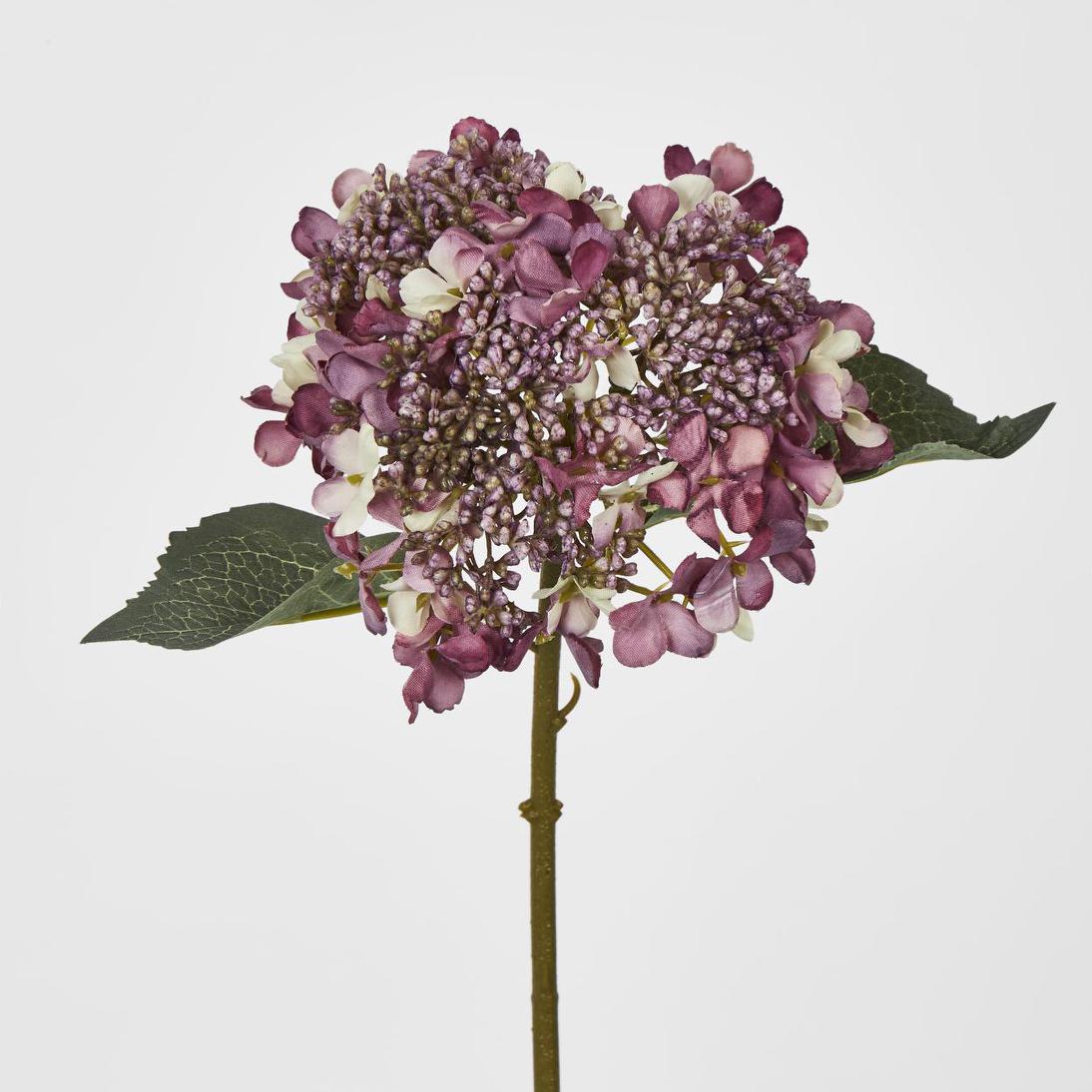 Lace Cap Hydrangea Purple 6 pcs