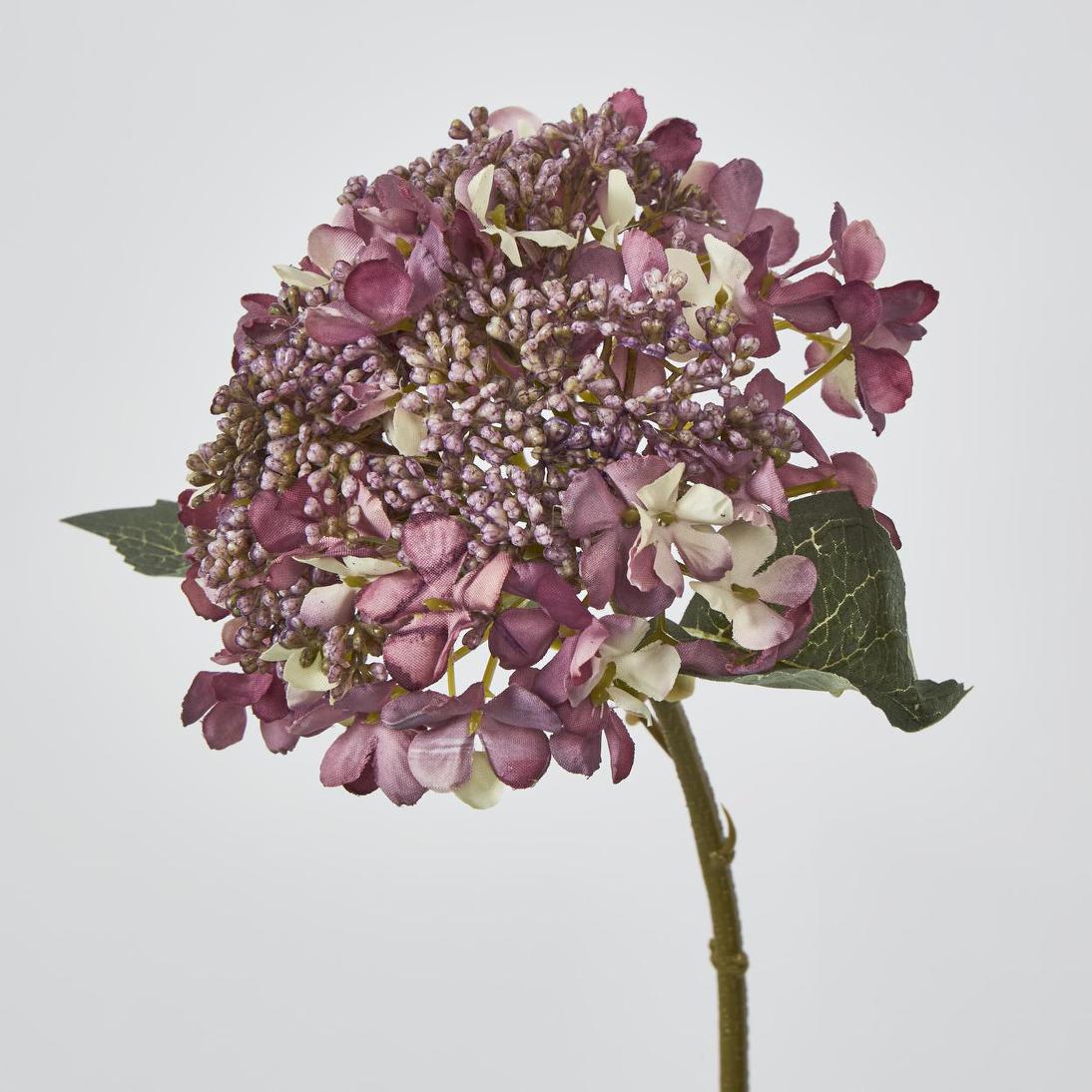 Lace Cap Hydrangea Purple 6 pcs