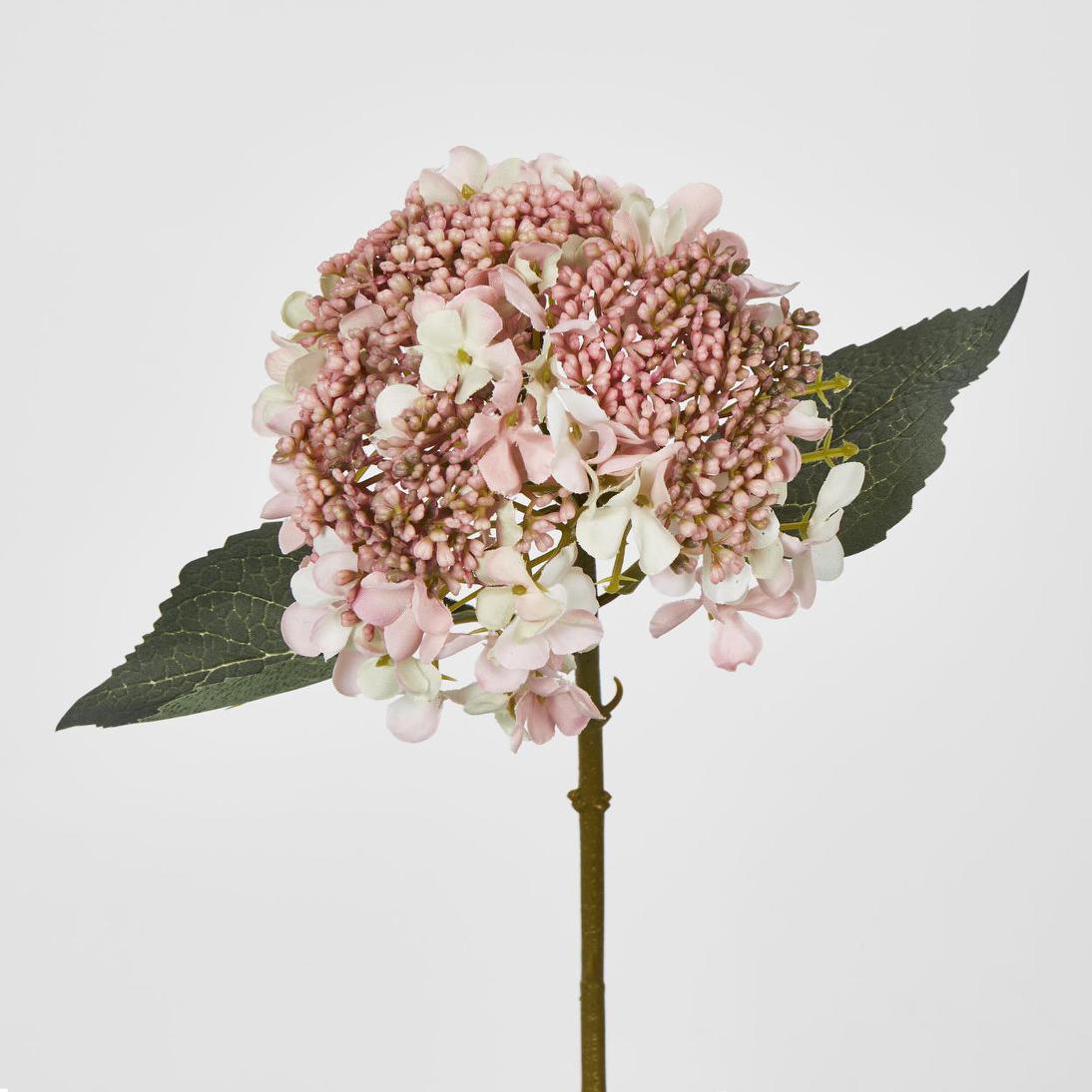 Lace Cap Hydrangea Pink 6 pcs