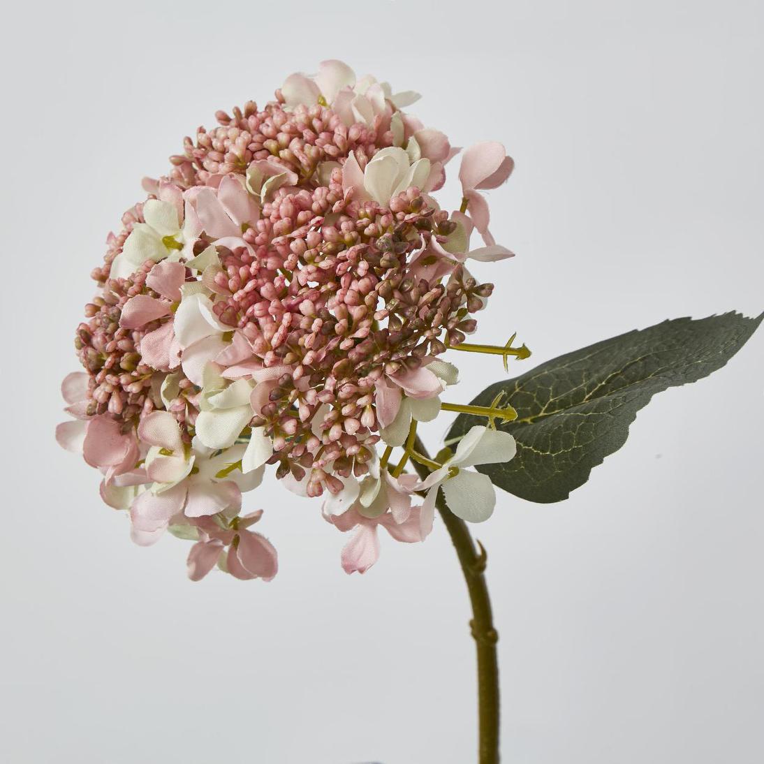 Lace Cap Hydrangea Pink 6 pcs