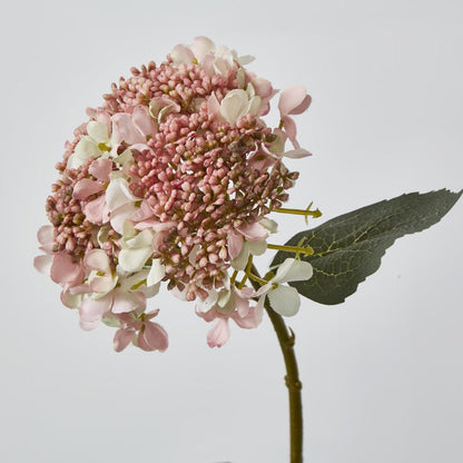 Lace Cap Hydrangea Pink 6 pcs