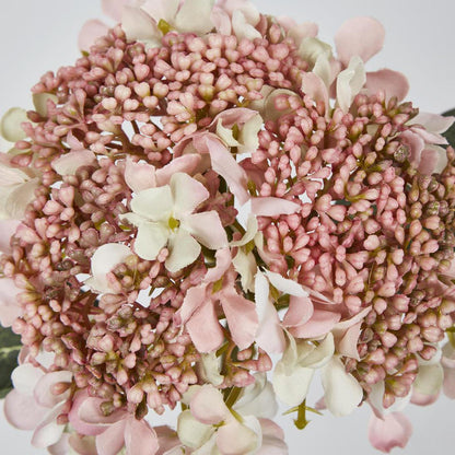 Lace Cap Hydrangea Pink 6 pcs
