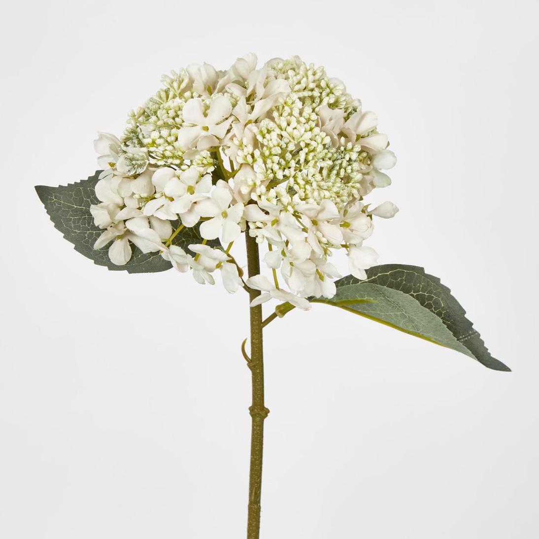 Lace Cap Hydrangea White 6 pcs