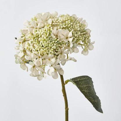 Lace Cap Hydrangea White 6 pcs