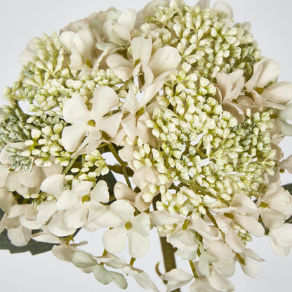 Lace Cap Hydrangea White 6 pcs
