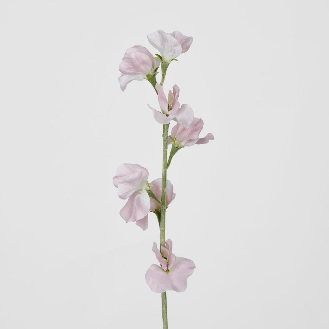 Sweetpea Light Pink 18 pcs