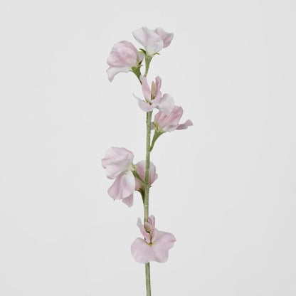 Sweetpea Light Pink 18 pcs