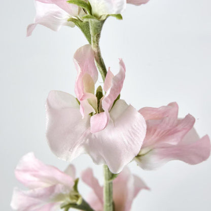 Sweetpea Light Pink 18 pcs