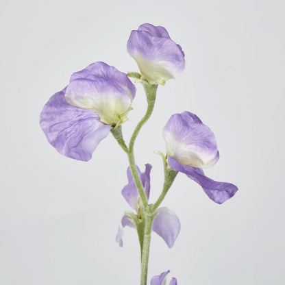 Sweetpea Purple 18 pcs