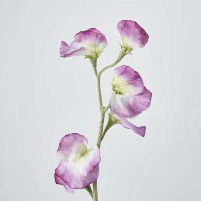 Sweetpea Pink 18 pcs