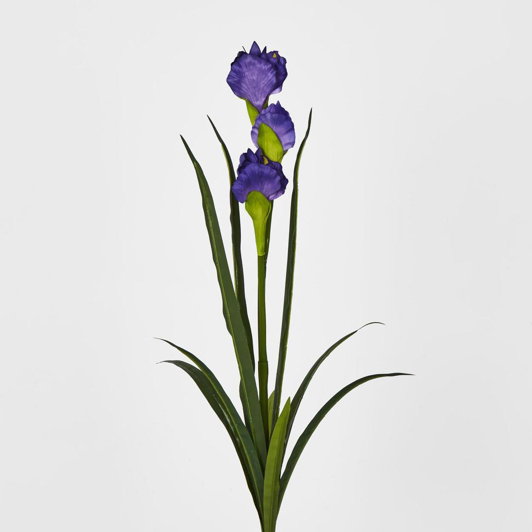 Iris Purple 6 pcs