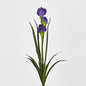 Iris Purple 6 pcs