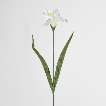 Iris White 6 pcs