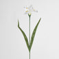 Iris White 6 pcs