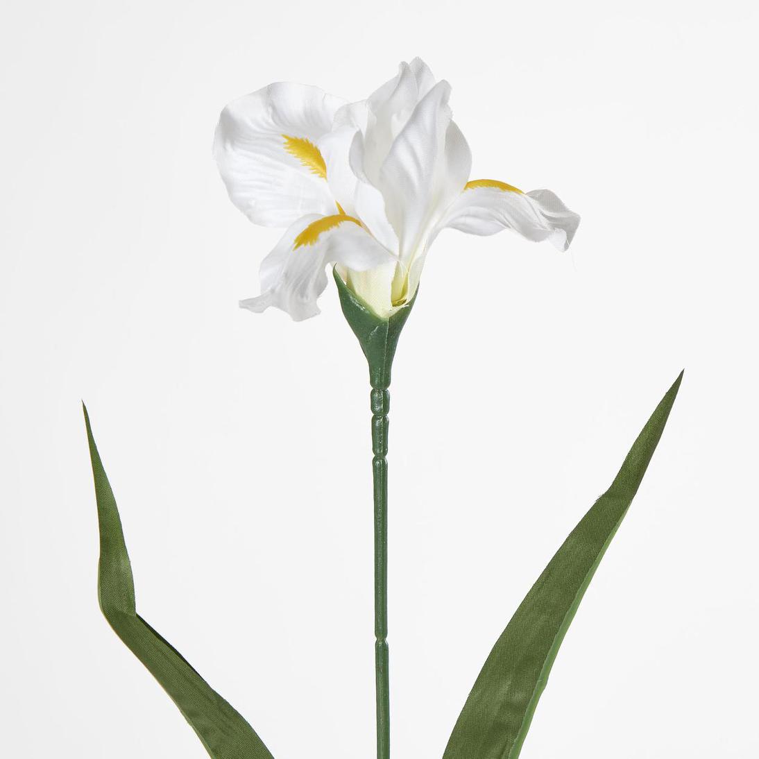 Iris White 6 pcs
