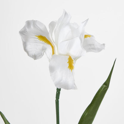 Iris White 6 pcs