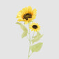 Sunflower Stem With 2 Heads 12 pcs