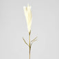 Pampas 3 pcs