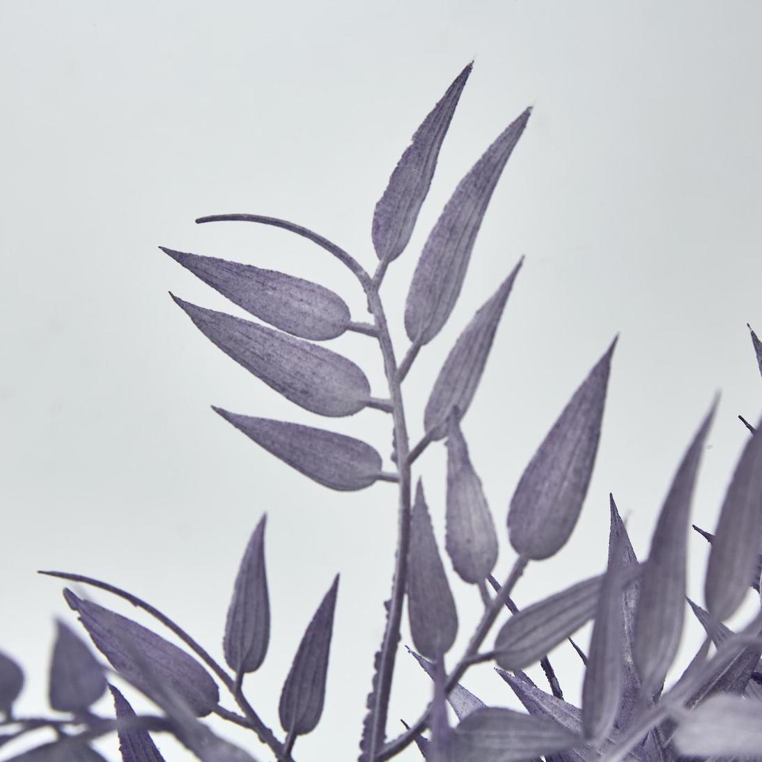 Bamboo Leaf Bush Purple 2 pcs