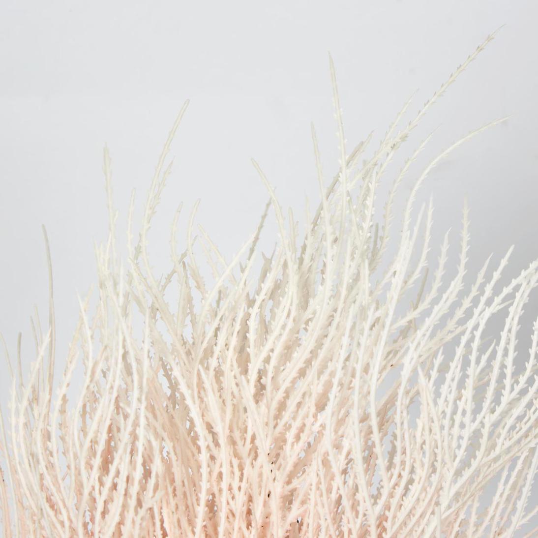 Grass Seed Bush Light Pink 2 pcs