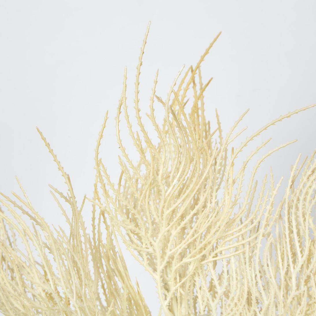 Pampas Grass Seed Spray Cream 2 pcs