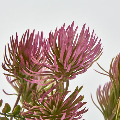 Thistle Bush x 5 Dark Pink 6 pcs