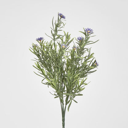 Wild Daisy Bush Purple 12 pcs