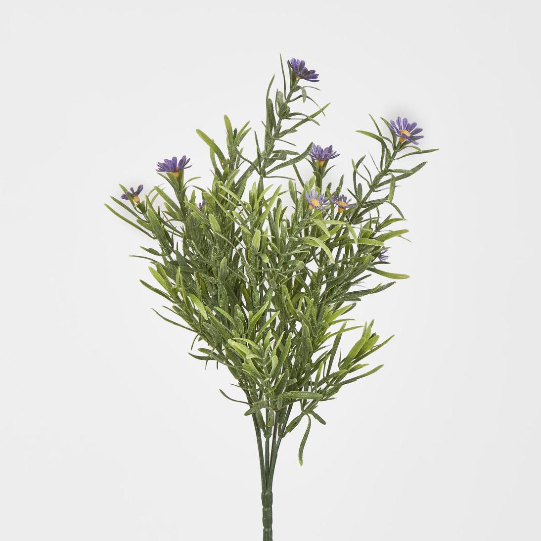 Wild Daisy Bush Purple 12 pcs