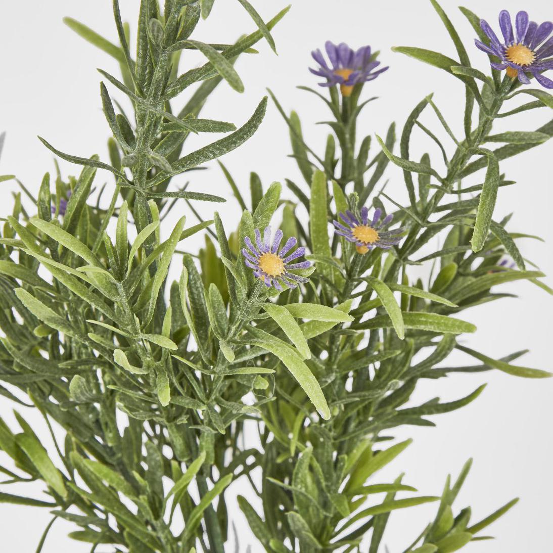 Wild Daisy Bush Purple 12 pcs