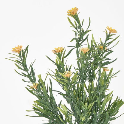 Wild Daisy Bush Yellow 12 pcs