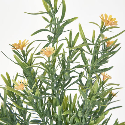 Wild Daisy Bush Yellow 12 pcs