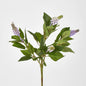 Allium Seed Bush Purple 12 pcs