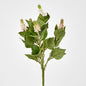Allium Seed Bush Pink 12 pcs