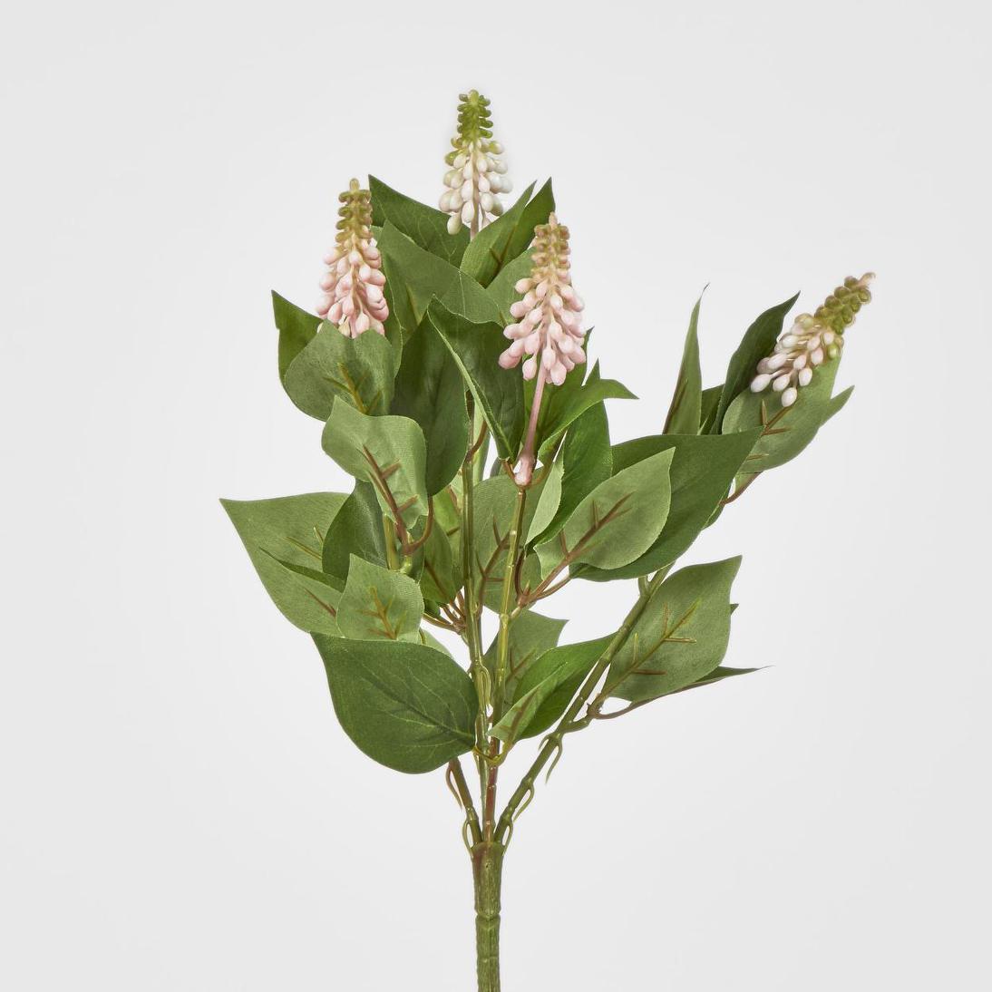 Allium Seed Bush Pink 12 pcs