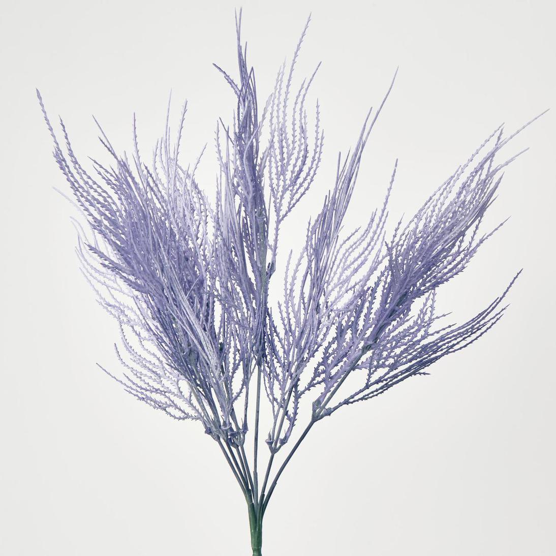 Pampas Grass Bush Purple 12 pcs